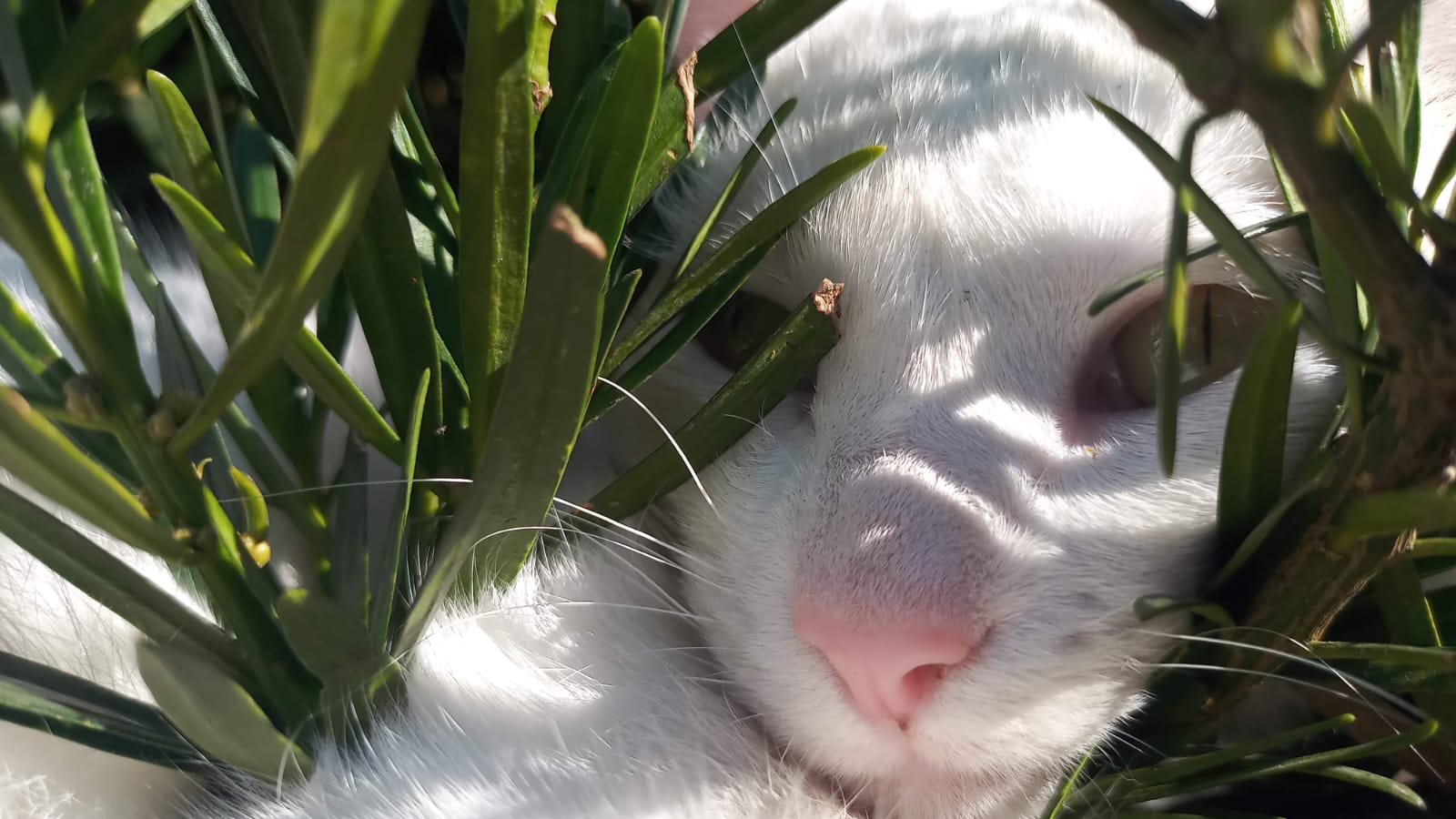 Foto extremamente focada e próxima do rosto de uma gata branca com olhos amarelo-esverdeado, com a pupila totalmente contraída, em meio à plantas com folhas verdes, finas, rígidas, pontudas e compridas. O nome da gata é algodão, e pertence aos fundadores da Ecos de Transformação