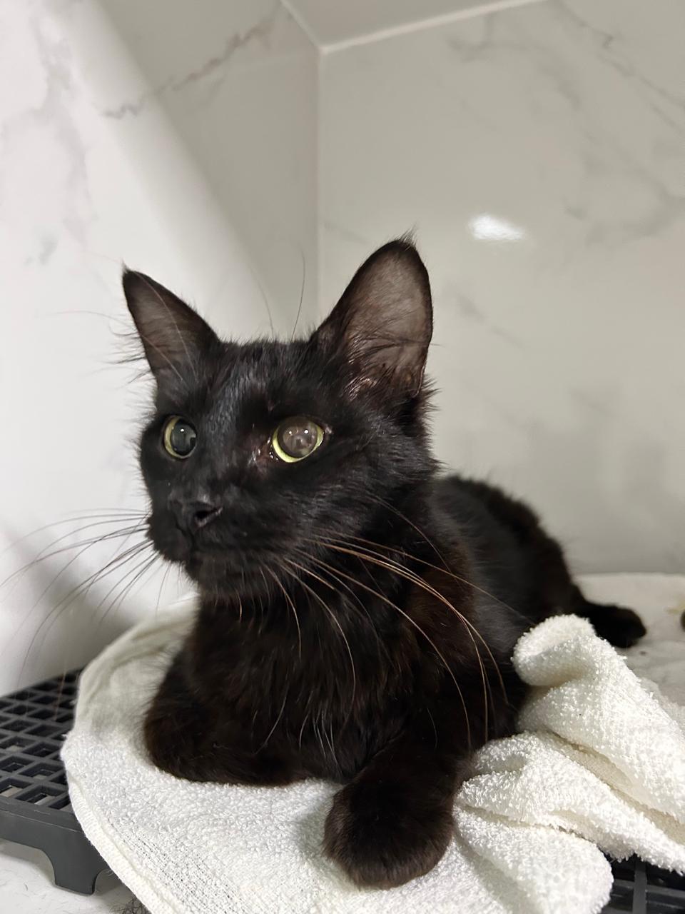 Gata Rita resgatada com boa saúde após tratamento veterinário.