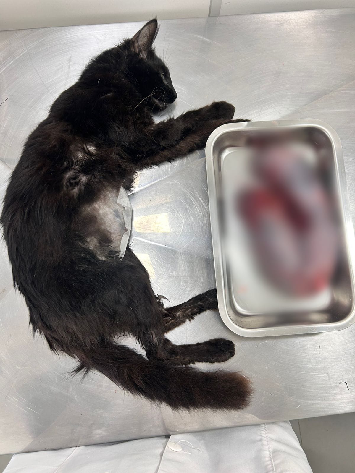 Gata Rita em mesa de cirurgia após retirada de útero devido à seus fetos terem morrido por desnutrição. Uma hérnia causada por injeções anti-cio também foi retirada.